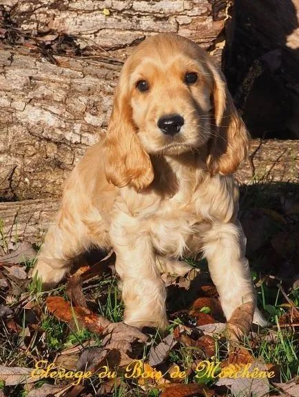 Cocker Spaniel Inglês Porte Médio