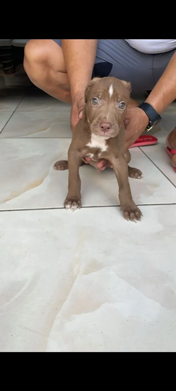 Filhote Pitbull
