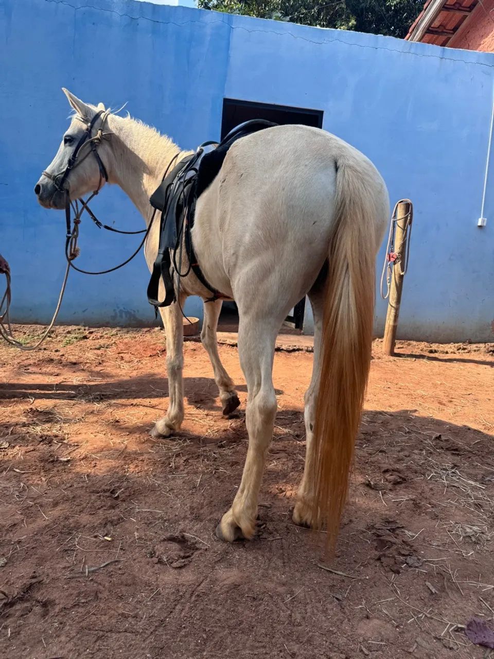 Égua mangalarga branca  - Foto 3