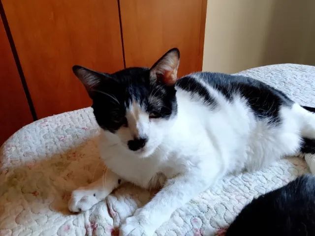 Doa-se gato macho adulto