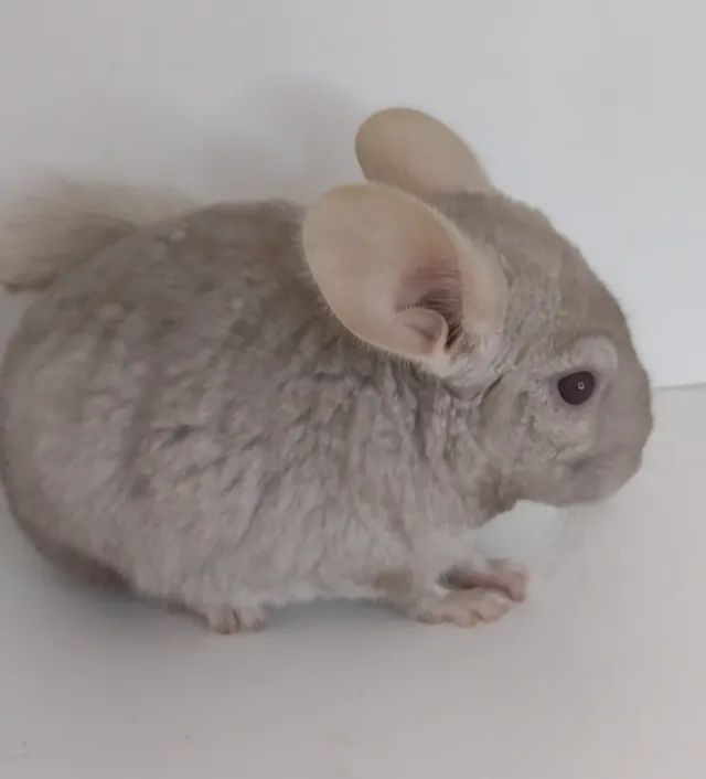 Venda de Chinchila em SP  - Foto 6