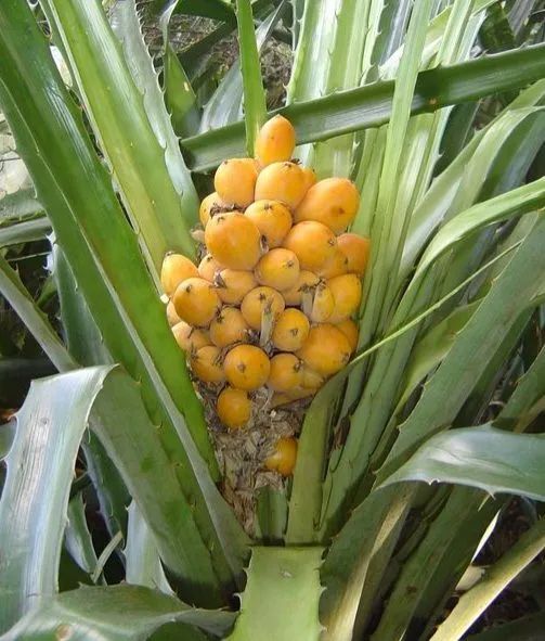 Bananinha-do-mato in natura - Foto 3