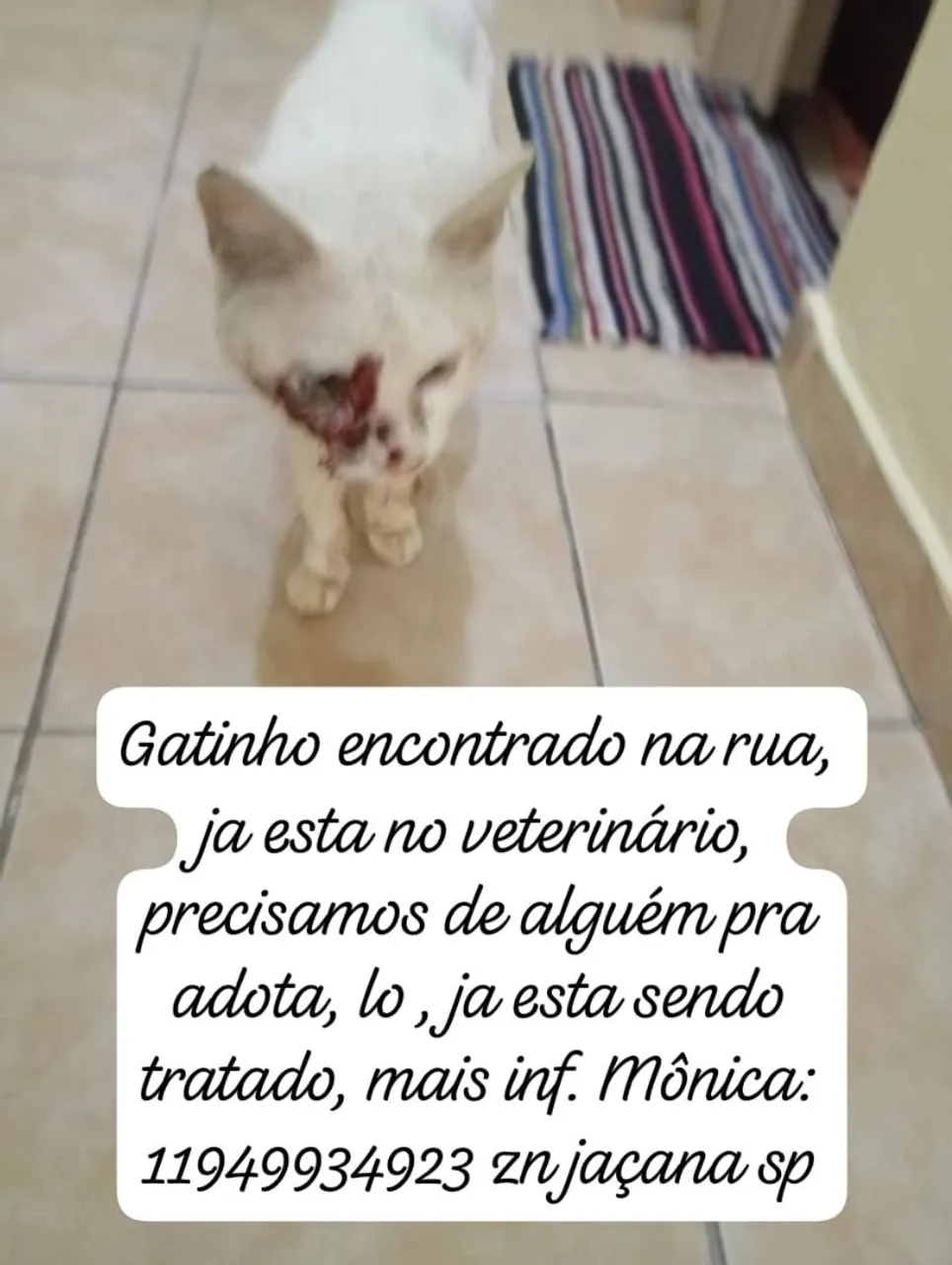 Gatinho resgatado precisa de um lar!