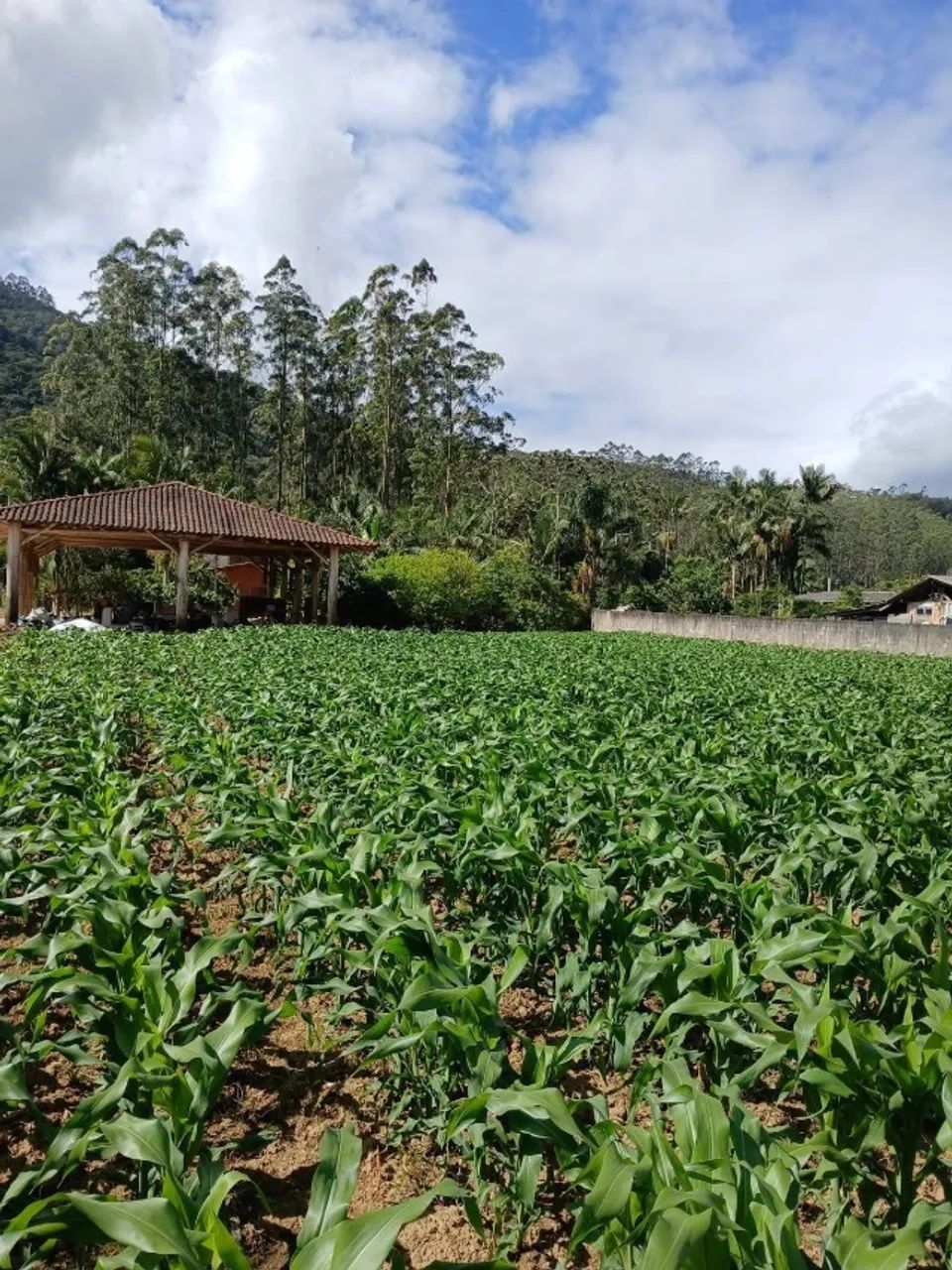 Foto - Tijucas - Área Rural de Tijucas