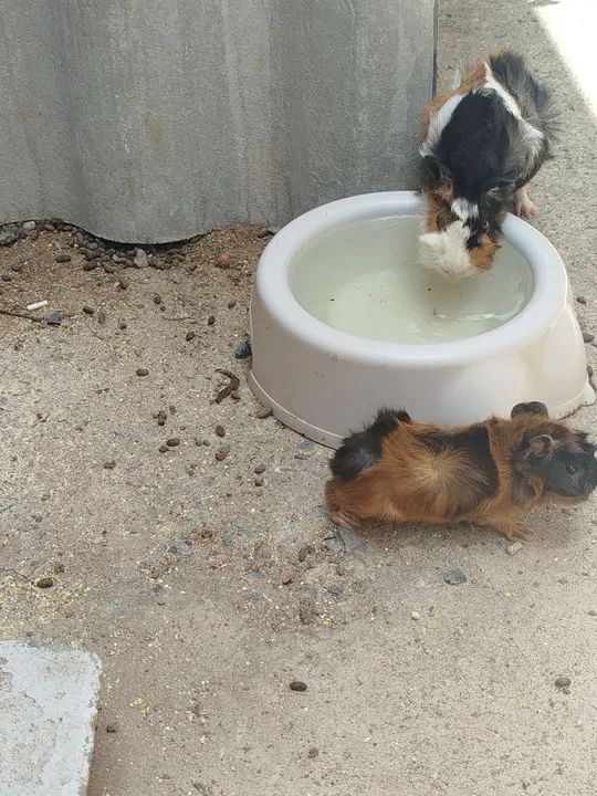 Porquinhos da Índia 