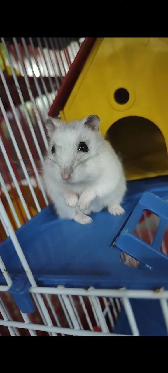 Hamster anão russo fofo e dócil 