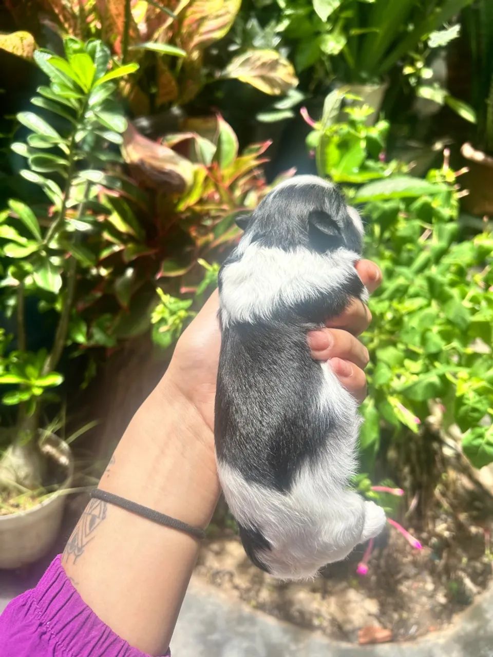 Shitzu+shipoo - Foto 4