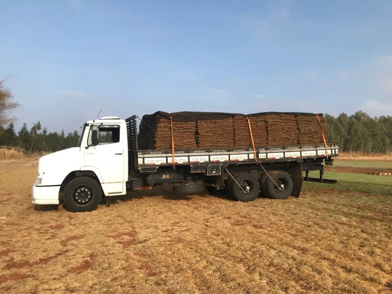 Gramas para Jardim - Tapetes de Gramado - Foto 3