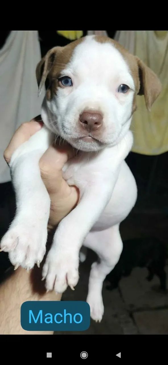 Pitbull  - Foto 4
