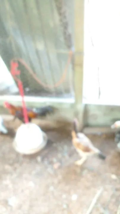 Casal de galinha indio