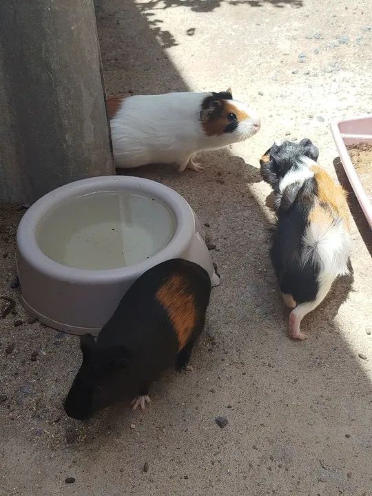 Porquinhos da Índia  - Foto 2