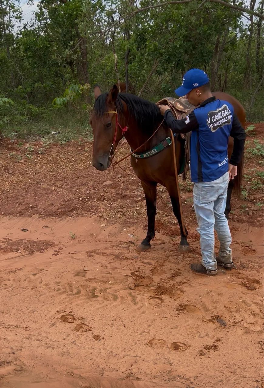 Vendo cavalo meio sangue quarto de milha  mais informações pv * - Foto 2