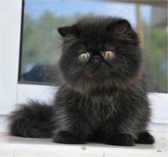 Gatinho Persa Black - Havila filhotes  - Foto 3