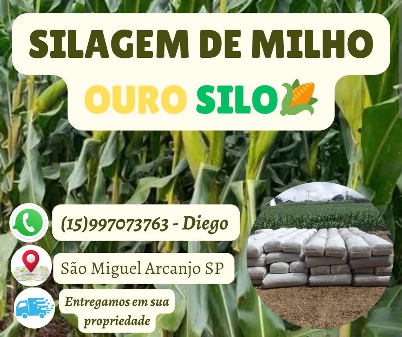 Silagem de milho