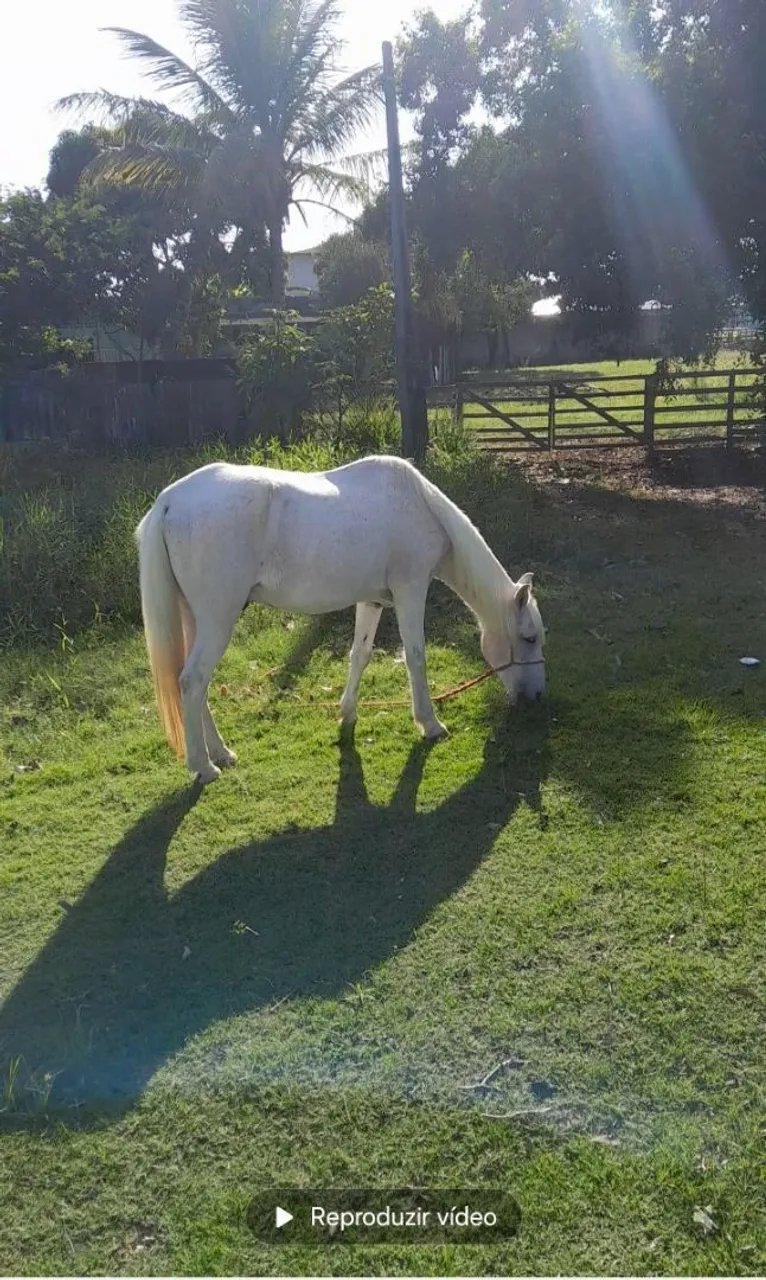 Cavalo Pedrez