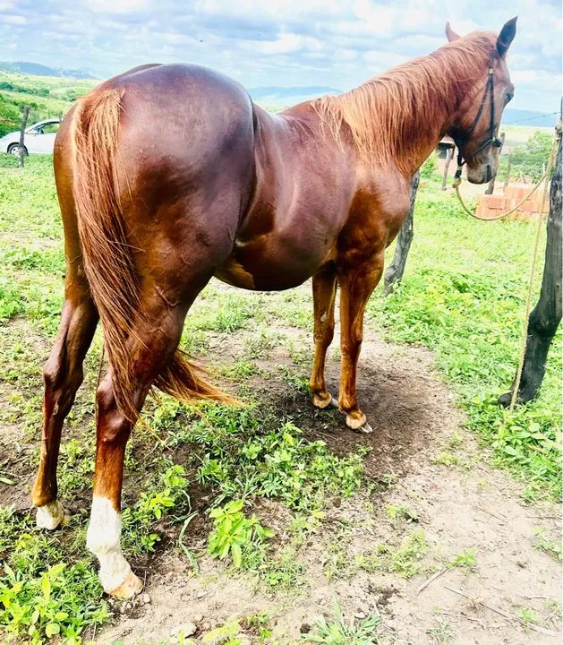 Potra quarto de milha - Foto 5