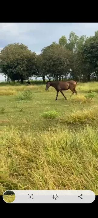Vendo egua macia pra andar