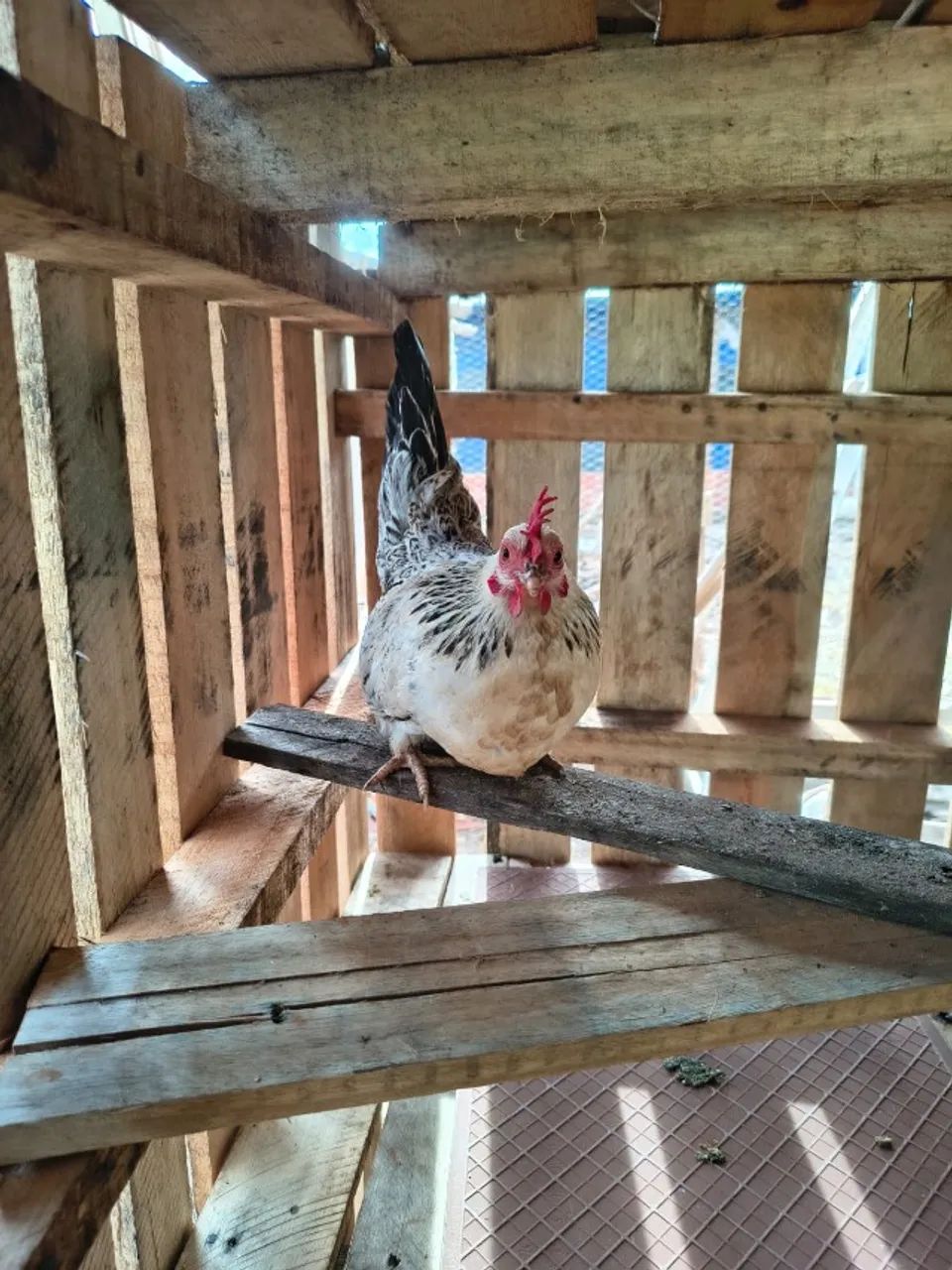 DOIS galos e 4 galinhas garnisé nagasaki + 8 franguinhas E 4 franguinhos  - Foto 3