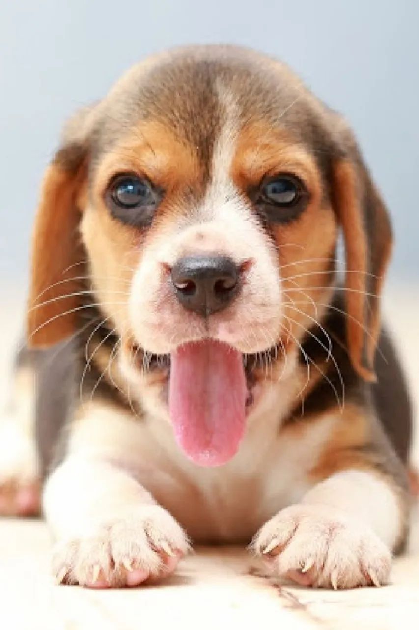 Beagle farejador