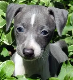 Excelentes Galgo Italiano