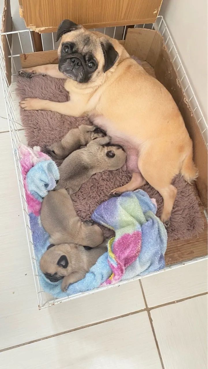 Cachorros de raça pug e buldogue francês com pedigree  - Foto 5