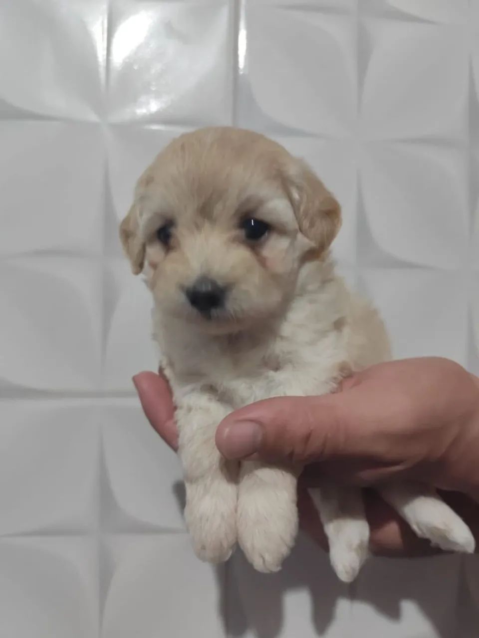 Filhote de Poodle
