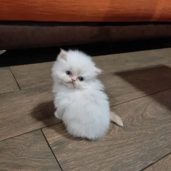 A Realeza do Gato Persa  