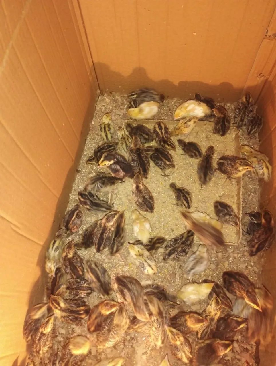 Filhotes de codorna