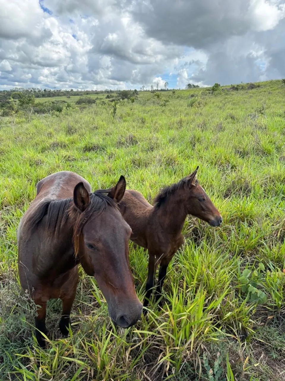 Fazenda município de Corumbá  - Foto 5