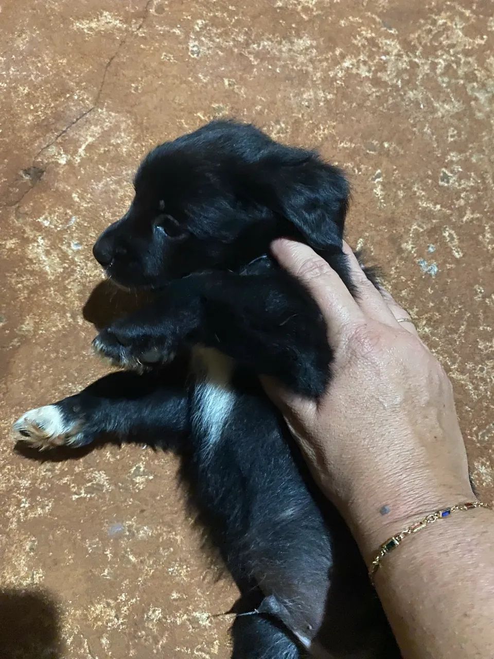 Doação de cachorrinho? - Foto 4