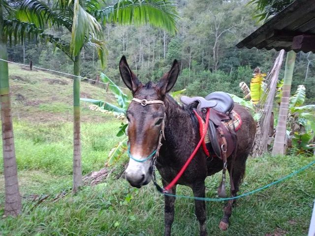Burro muito bom de cela manço top - Foto 3