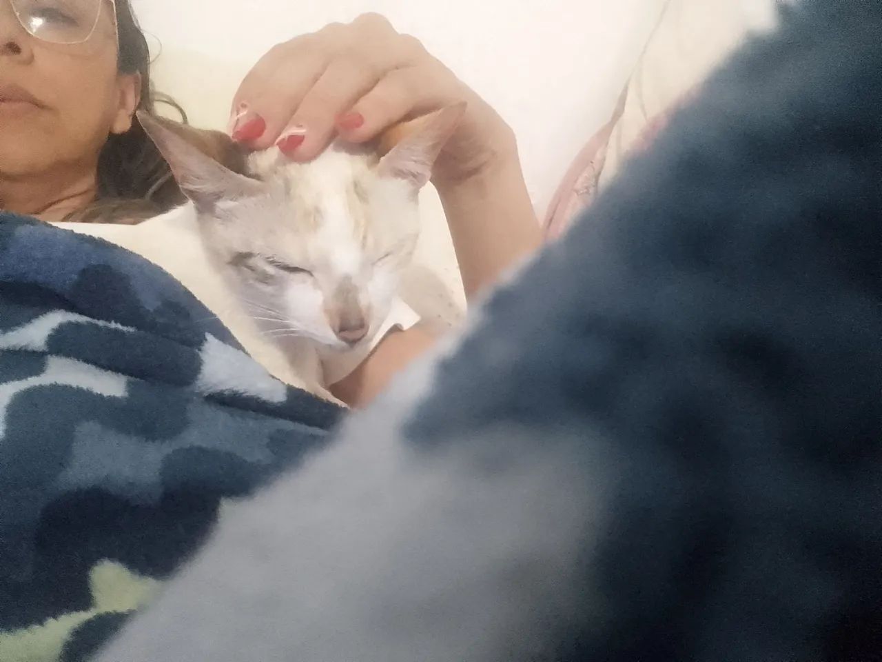 Gata castrada para adoção ou lar temporário  - Foto 6
