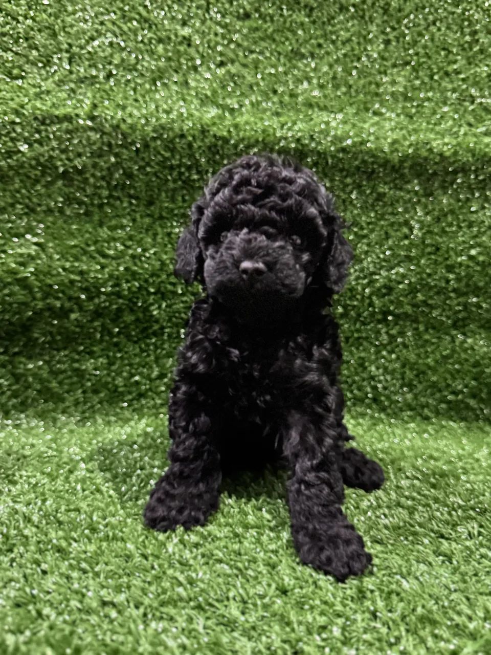 Poodle Toy Macho Black  - Foto 2