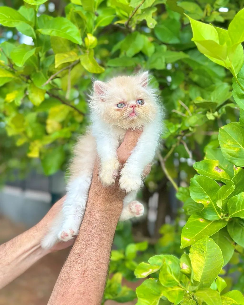 Persa filhote macho