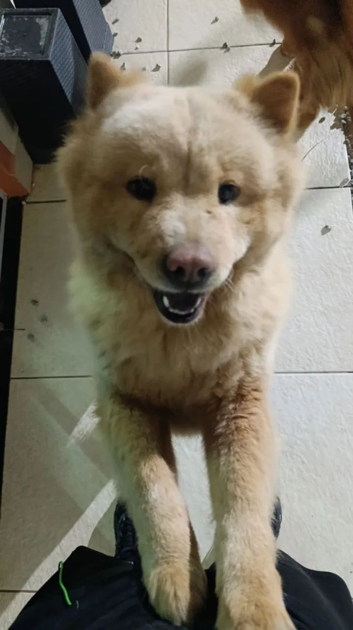 Adoção responsável  - Foto 3