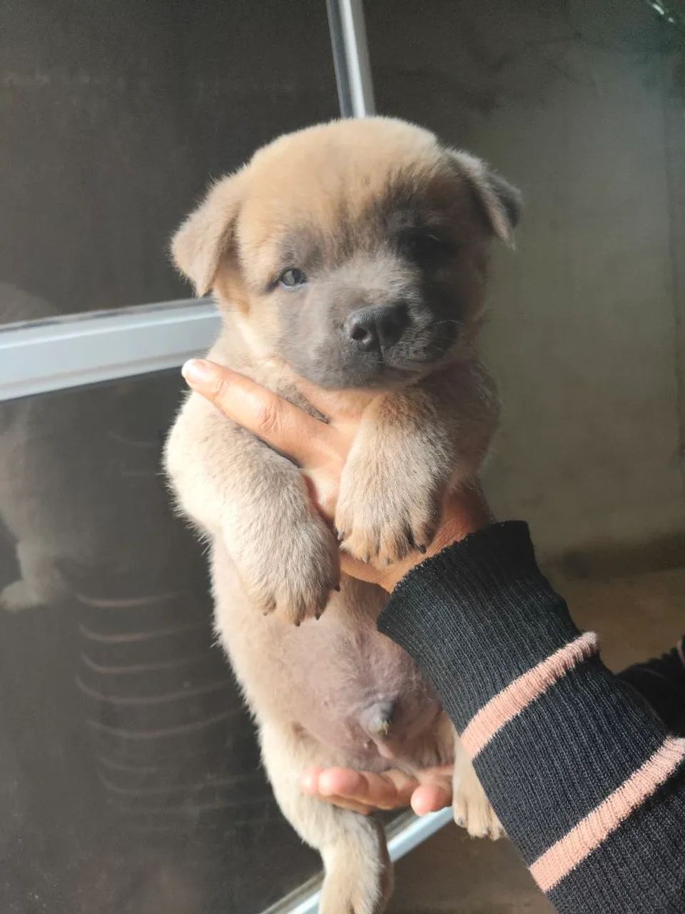 Chow Chow  - Foto 2
