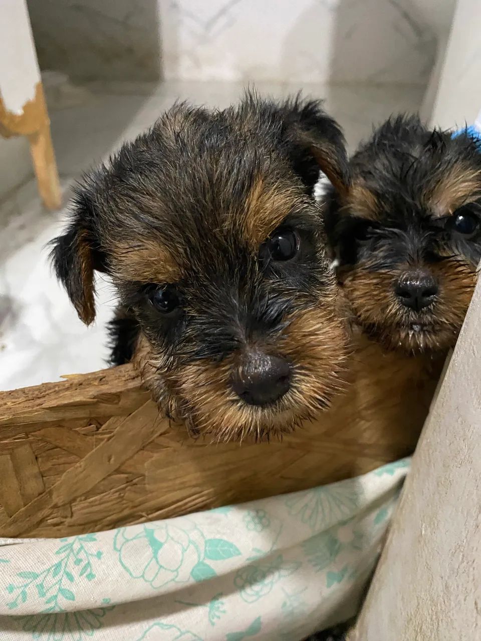 Yorkshires puros!!