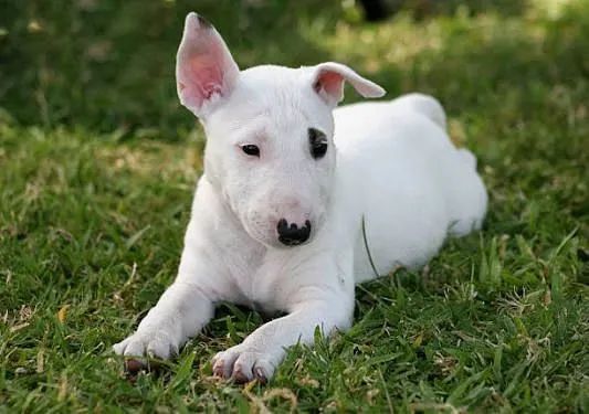 Filhotes de Bullterrierr inglês