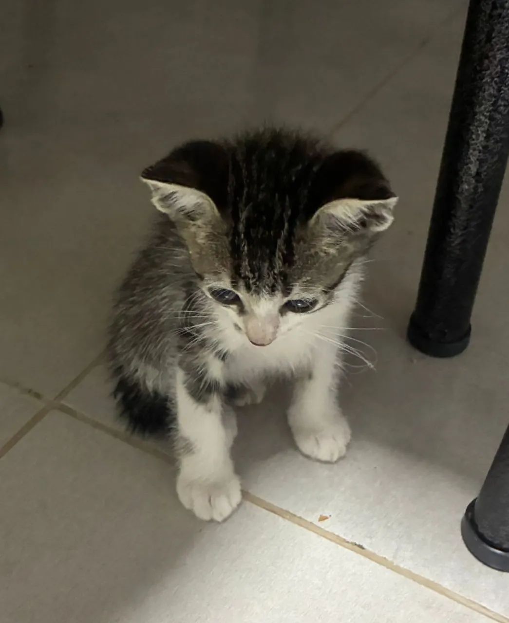 Doação de gatos - Foto 2
