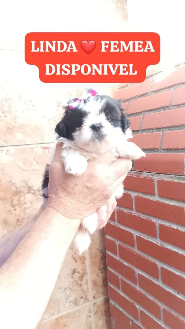  Shih-tzu filhote com documentação