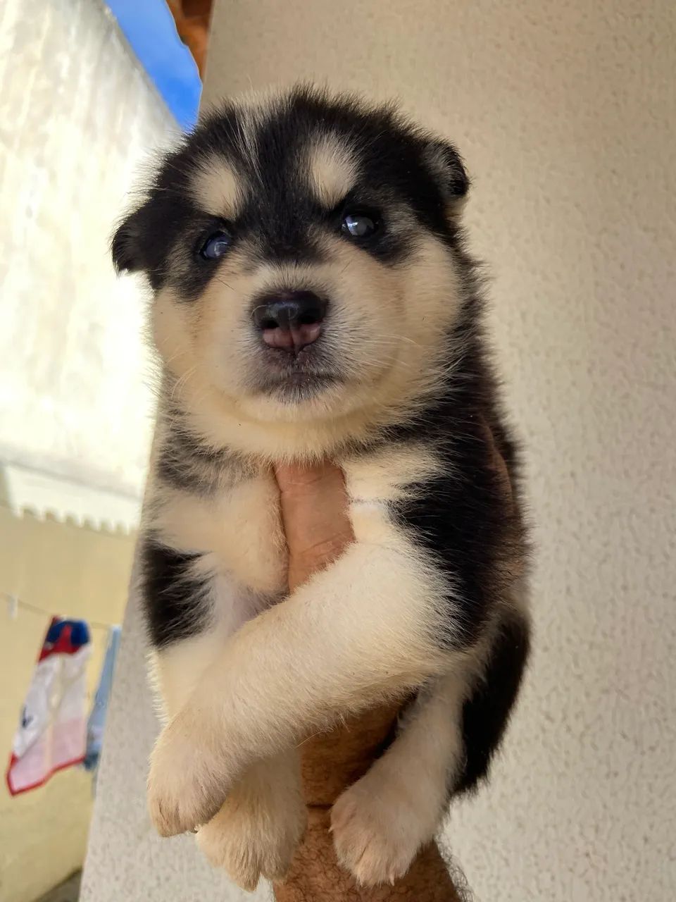 Filhotes fêmea husky siberiano puro - Foto 2