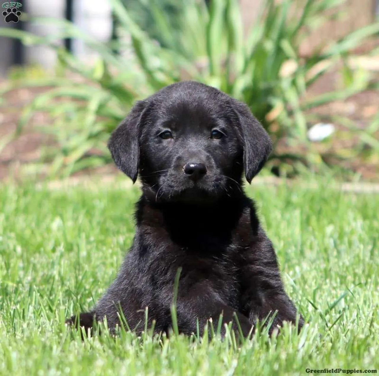 Labrador Preto ? Lindos e Saudáveis 
