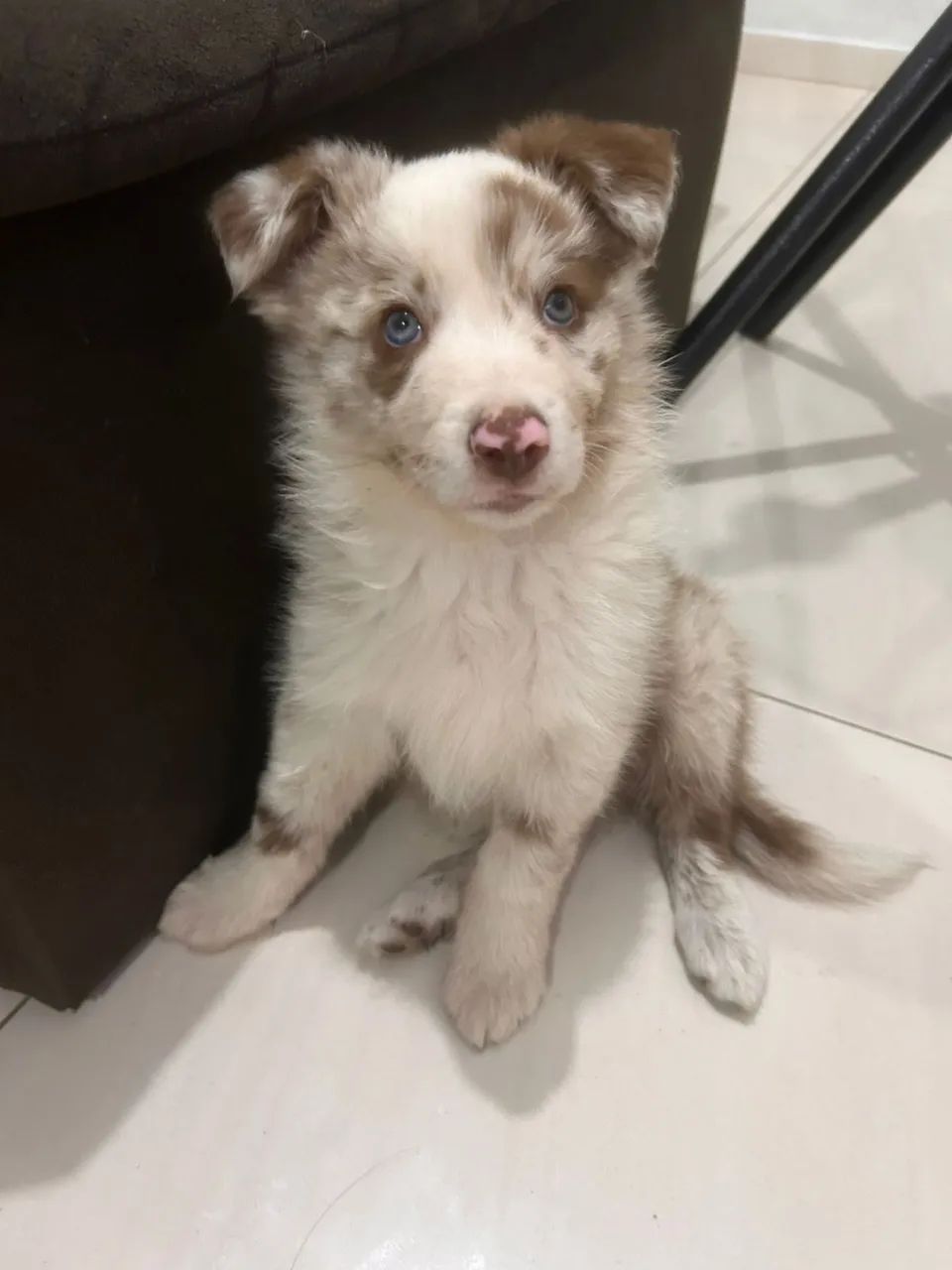 Border Collie - Macho - Foto 5
