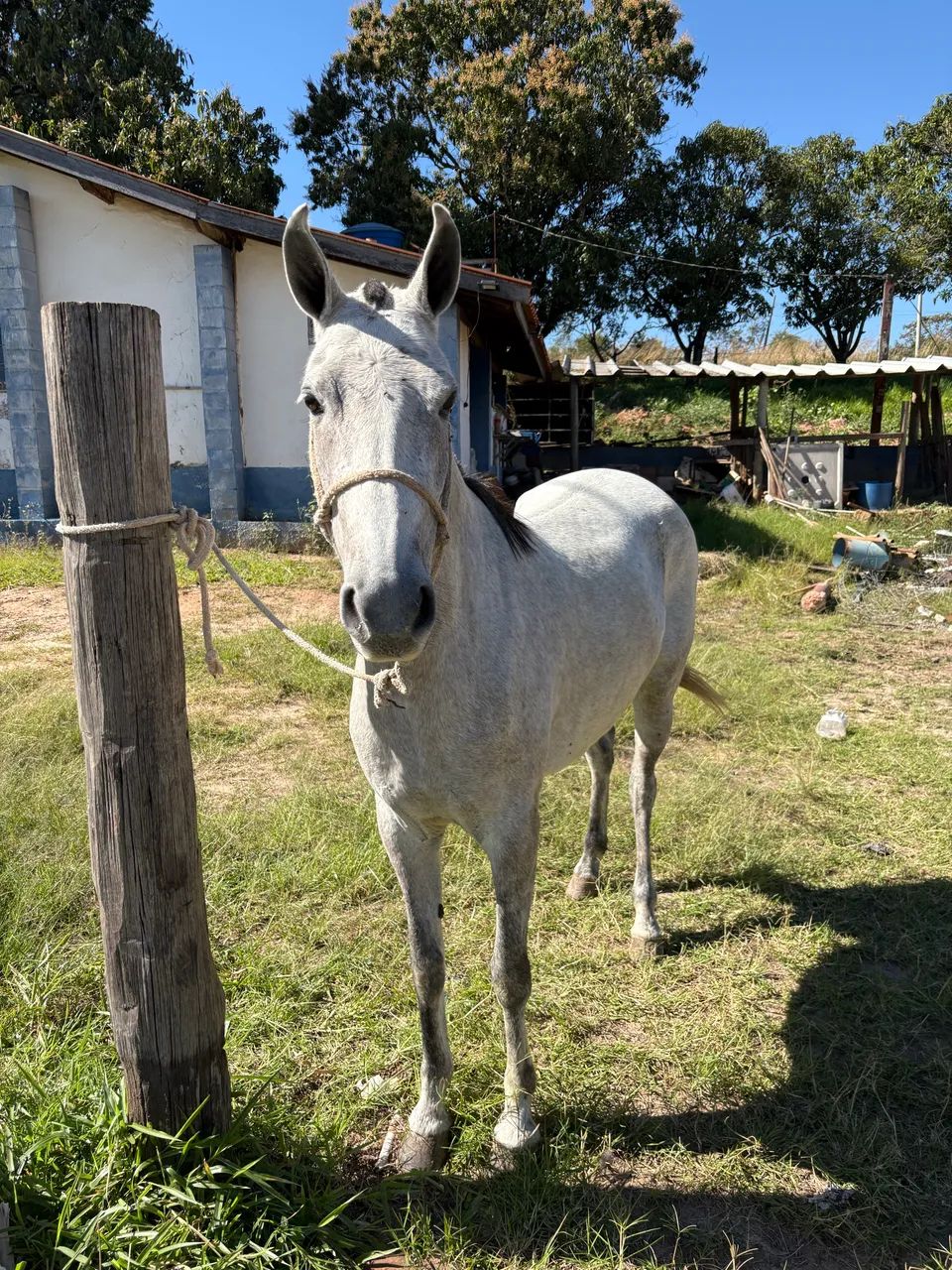 Égua mineira  - Foto 2