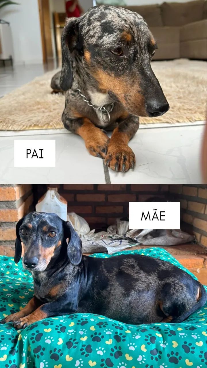 SALSICHA MOFADO - Foto 3