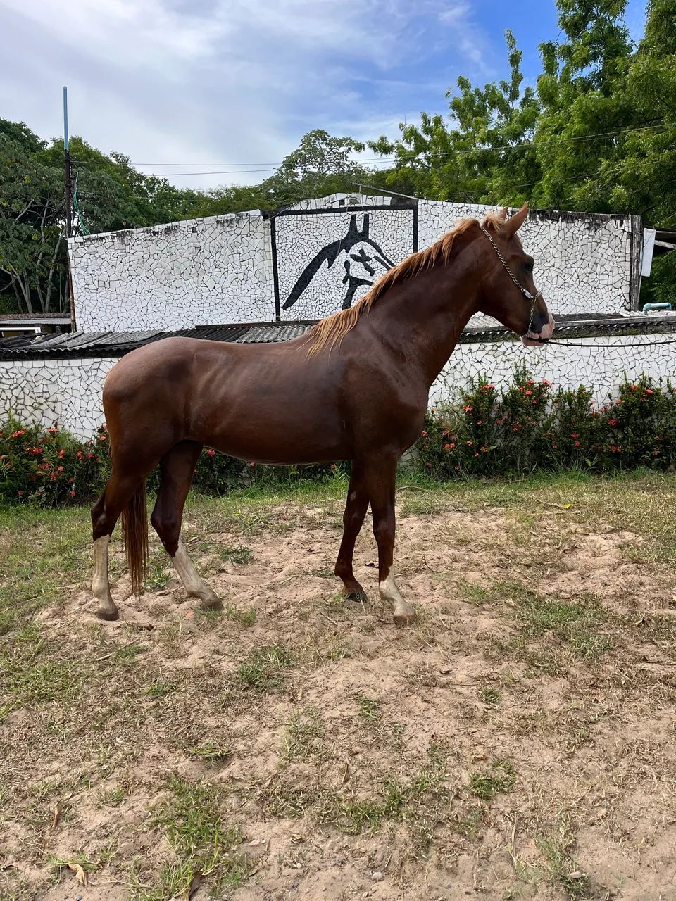 CAVALO ALAZÃO CRINALVO SHOW DE MARCHA PICADA