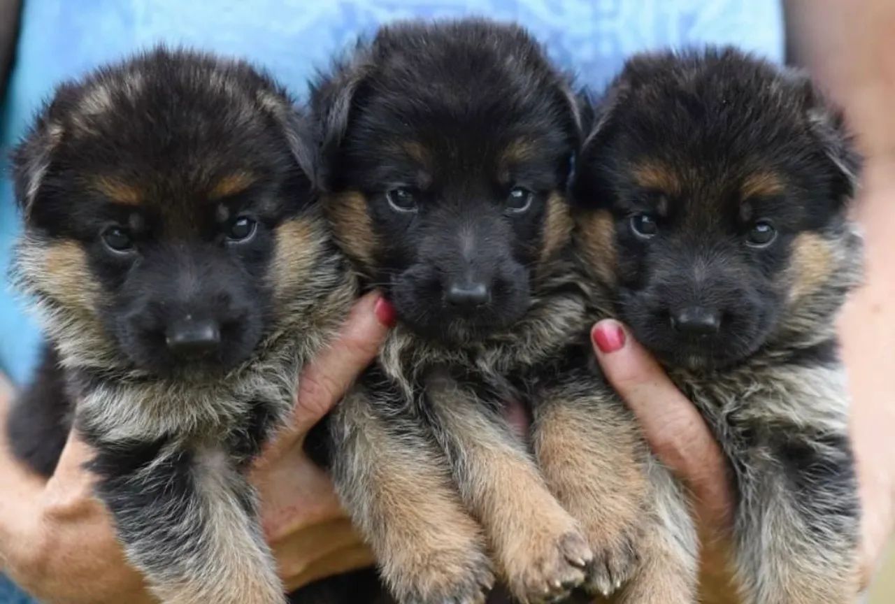 Lindos Filhotes de Pastor Alemão  - Foto 5