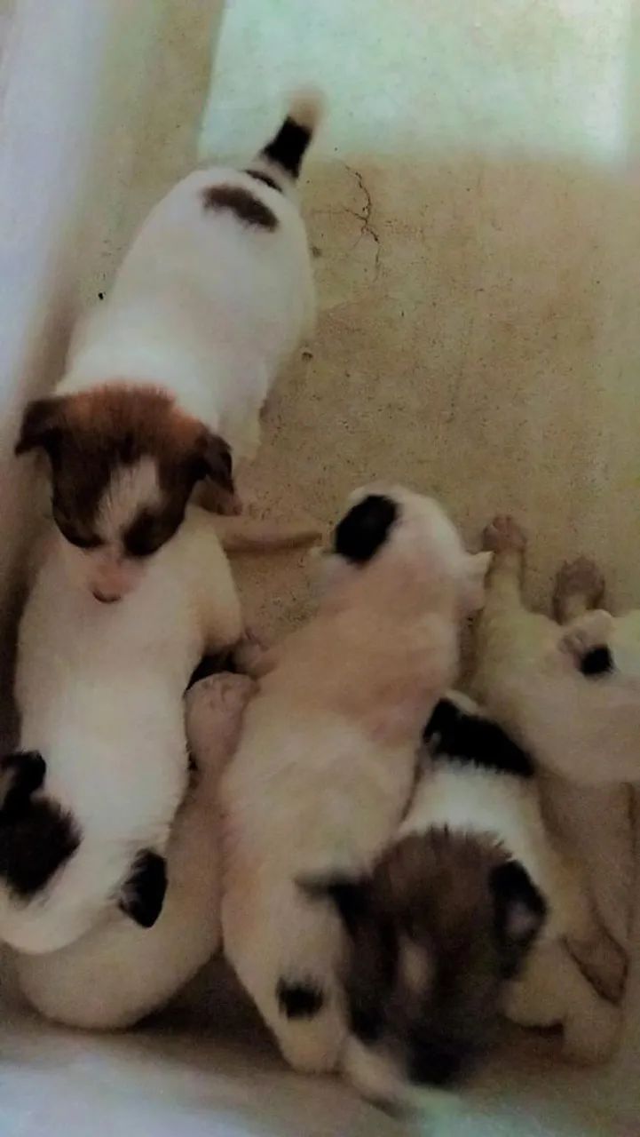 Doação de Cachorros  - Foto 3