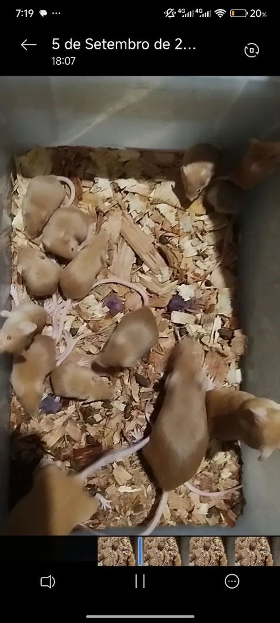 Camundongos 