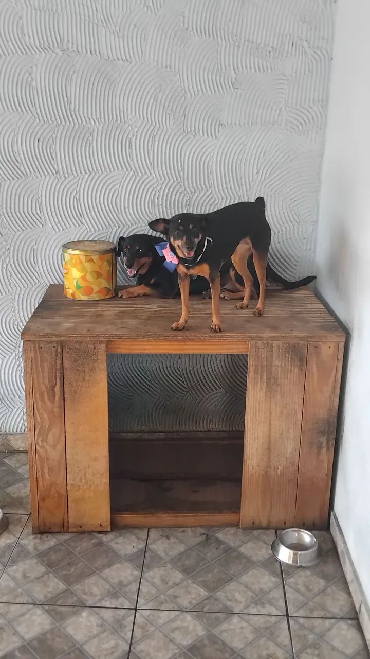 Estou doando dois cachorros  - Foto 5